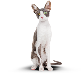 Кот Борис после двух месяцев приема корма Cat Energy Slim.