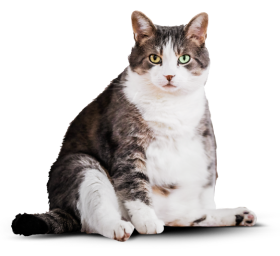 Кот Борис до приема корма Cat Energy Slim.